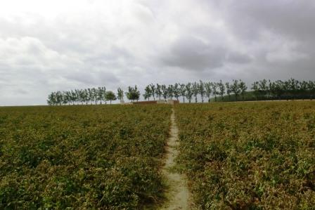 CIMG8523 Sep 6 2017 second field potatoes more important than access to Grandcourt Rd Cemetery