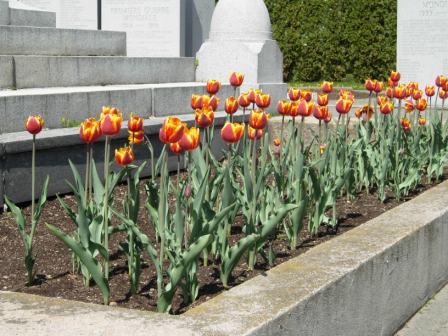 DSCN2414 May 18 2022 Tulips at North Bay Memorial Don Coutts