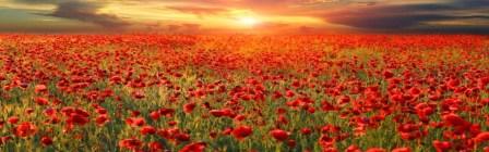 banner-remembrance with poppies